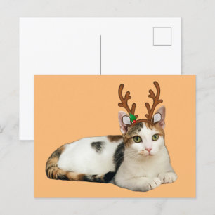 Reindeer Cleopatra Helg Vykort