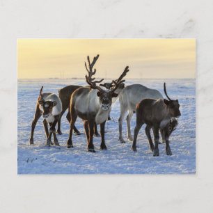 Reindeer Herd i Snö Vykort