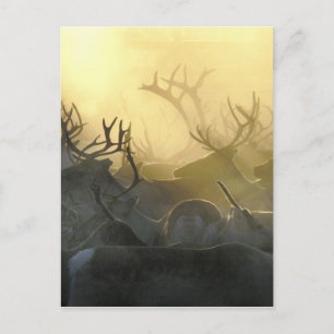 Reindeer Herd Vykort