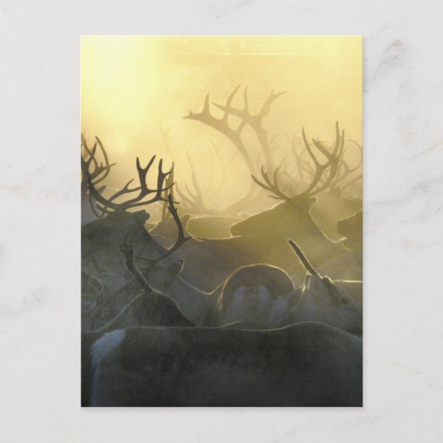 Reindeer Herd Vykort (Framsida)