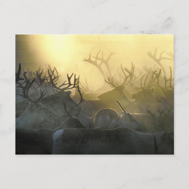 Reindeer Herd Vykort (Framsida)