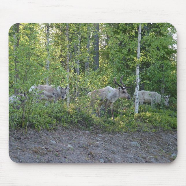 Reindeer i Lapland mousepad Musmatta (Framsidan)