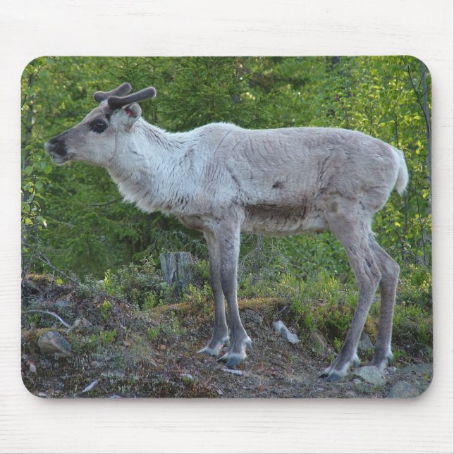 Reindeer i Lapland mousepad Musmatta (Framsidan)