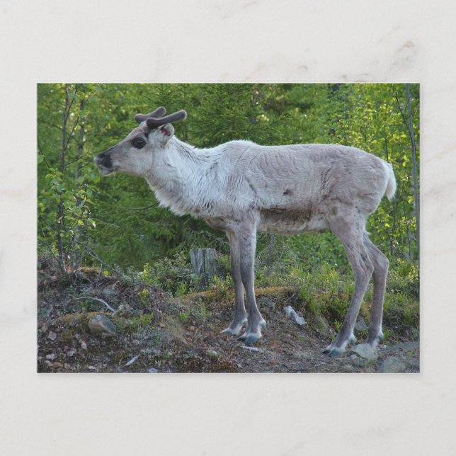 Reindeer i Lapland-vykort Vykort (Framsida)