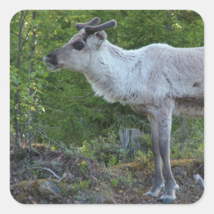 Reindeer i Lappland-klistermärken Fyrkantigt Klistermärke
