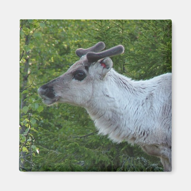 Reindeer i Lappland Magnet (Framsidan)