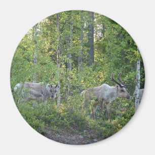 Reindeer i Lappland Magnet