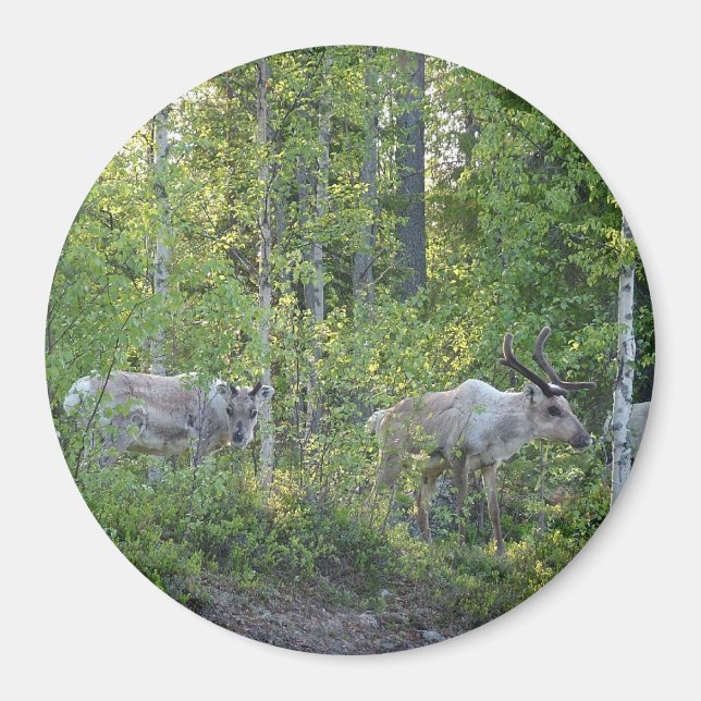Reindeer i Lappland Magnet (Framsidan)