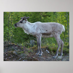Reindeer i Lappland poster