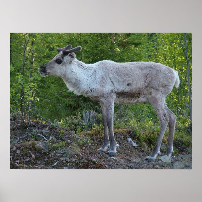 Reindeer i Lappland poster (Framsidan)