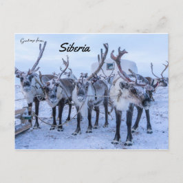 Reindeer i Sibirien Vykort