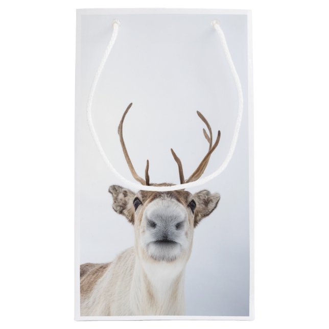 Reindeer Nature Photo (Baksidan)
