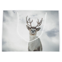 Reindeer Nature Photo