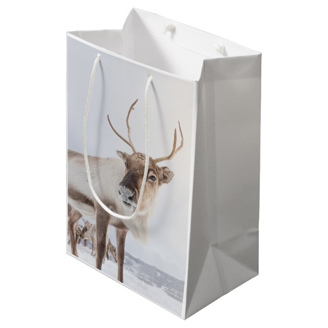 Reindeer Nature Photo (Framsidan Vinklad)