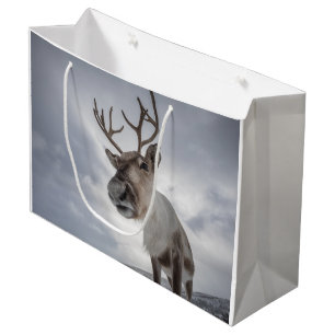 Reindeer Nature Photo