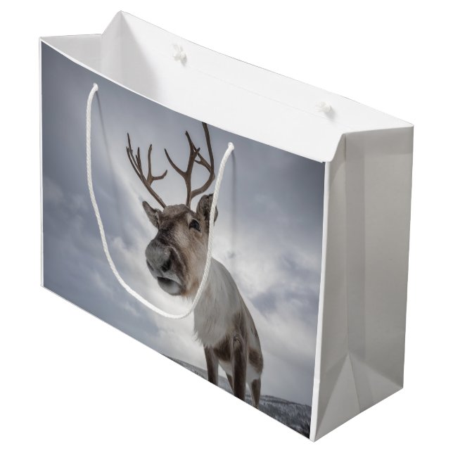 Reindeer Nature Photo (Framsidan Vinklad)