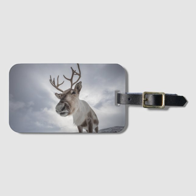 Reindeer Nature Photo Bagagebricka (Framsida horisontal)