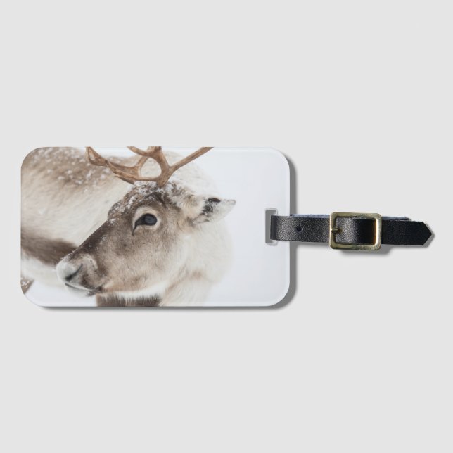 Reindeer Nature Photo Bagagebricka (Framsida horisontal)