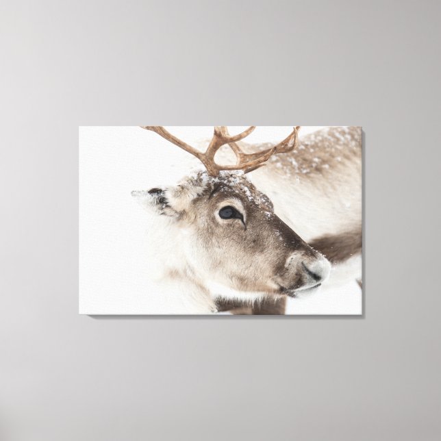 Reindeer Nature Photo Canvastryck (Framsida)