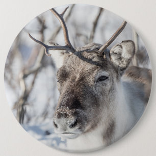 Reindeer Nature Photo Knapp
