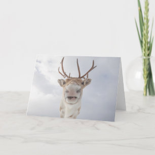 Reindeer Nature Photo Kort