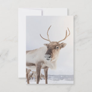 Reindeer Nature Photo Kort