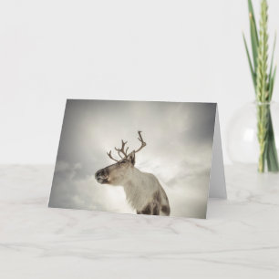 Reindeer Nature Photo Kort