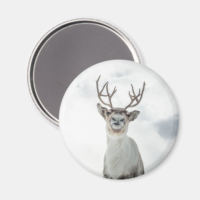 Reindeer Nature Photo Magnet (Front/Back)