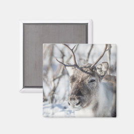 Reindeer Nature Photo Magnet