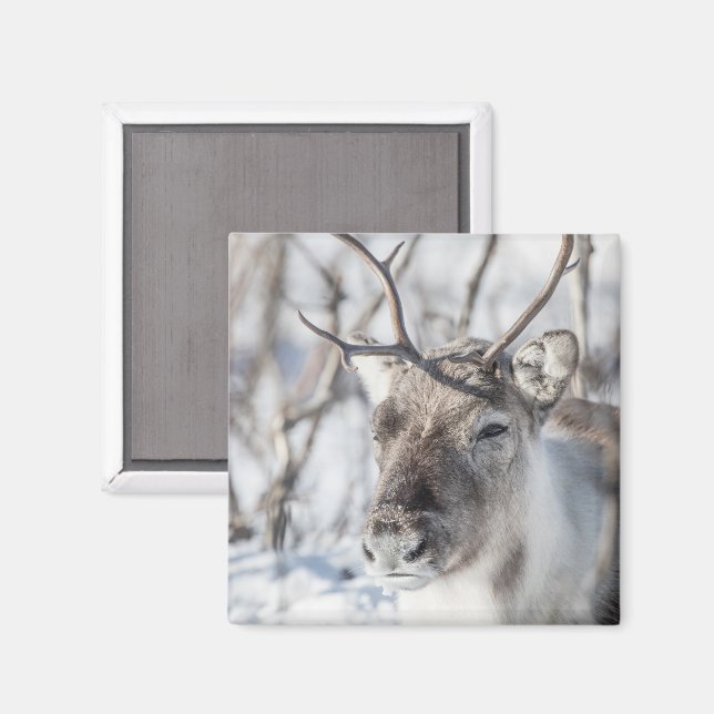 Reindeer Nature Photo Magnet (Front/Back)