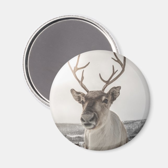 Reindeer Nature Photo Magnet (Front/Back)