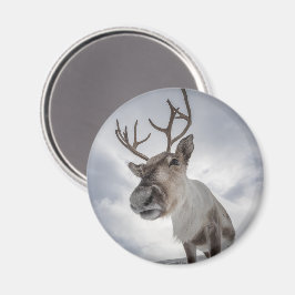Reindeer Nature Photo Magnet