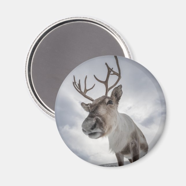 Reindeer Nature Photo Magnet (Front/Back)