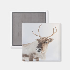 Reindeer Nature Photo Magnet