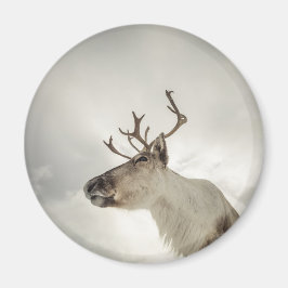 Reindeer Nature Photo Magnet