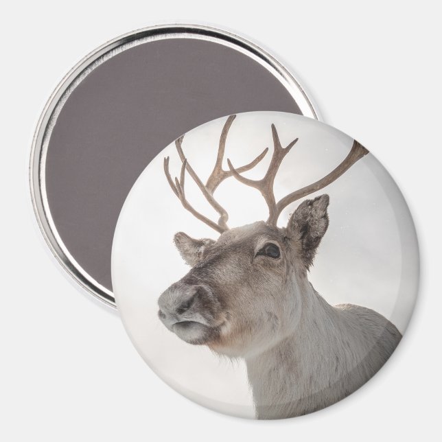 Reindeer Nature Photo Magnet (Front/Back)