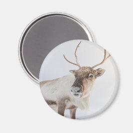 Reindeer Nature Photo Magnet