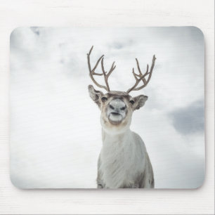 Reindeer Nature Photo Musmatta