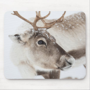 Reindeer Nature Photo Musmatta