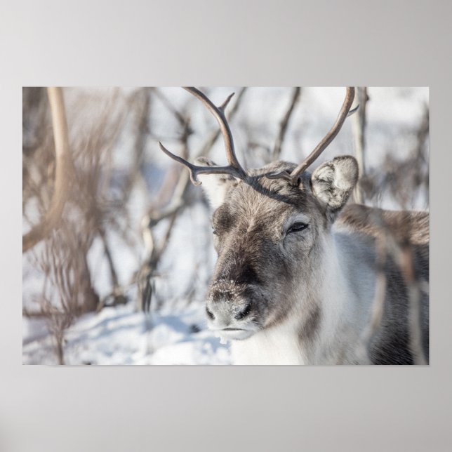 Reindeer Nature Photo Poster (Framsidan)