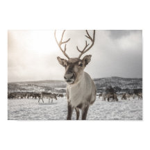 Reindeer Nature Photo Poster