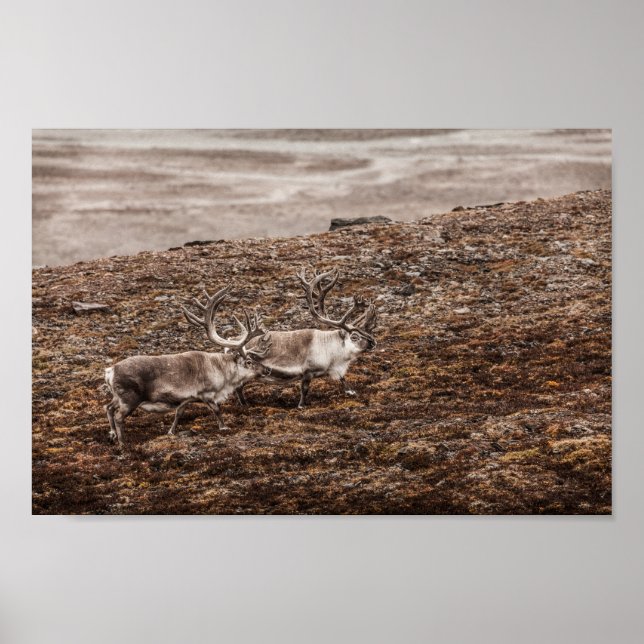 Reindeer Nature Photo Poster (Framsidan)