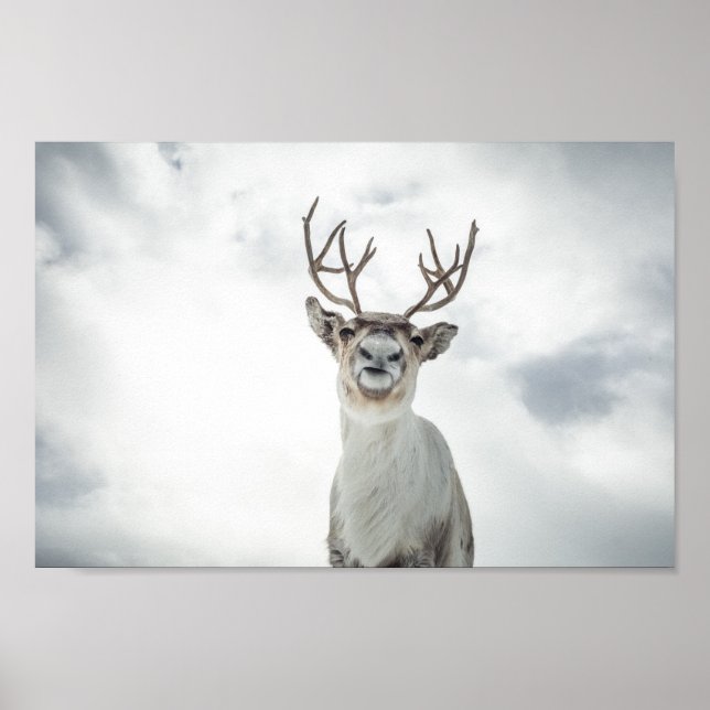 Reindeer Nature Photo Poster (Framsidan)