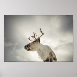 Reindeer Nature Photo Poster