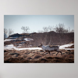 Reindeer Nature Photo Poster