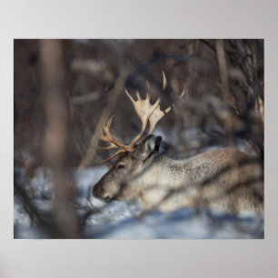 Reindeer Nature Photo Poster