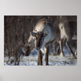 Reindeer Nature Photo Poster