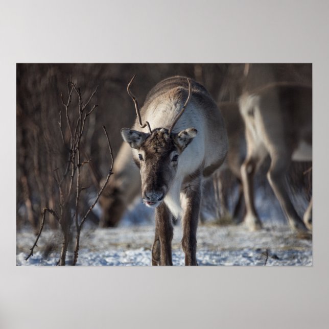 Reindeer Nature Photo Poster (Framsidan)