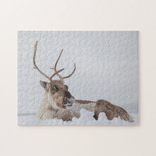 Reindeer Nature Photo Pussel