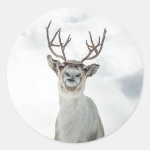 Reindeer Nature Photo Runt Klistermärke